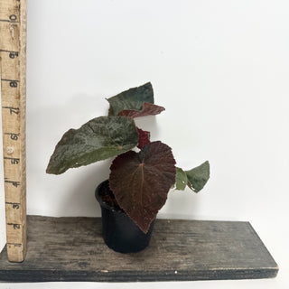 Begonia 'Steve's Leaves Bloodmoon' [#1928]