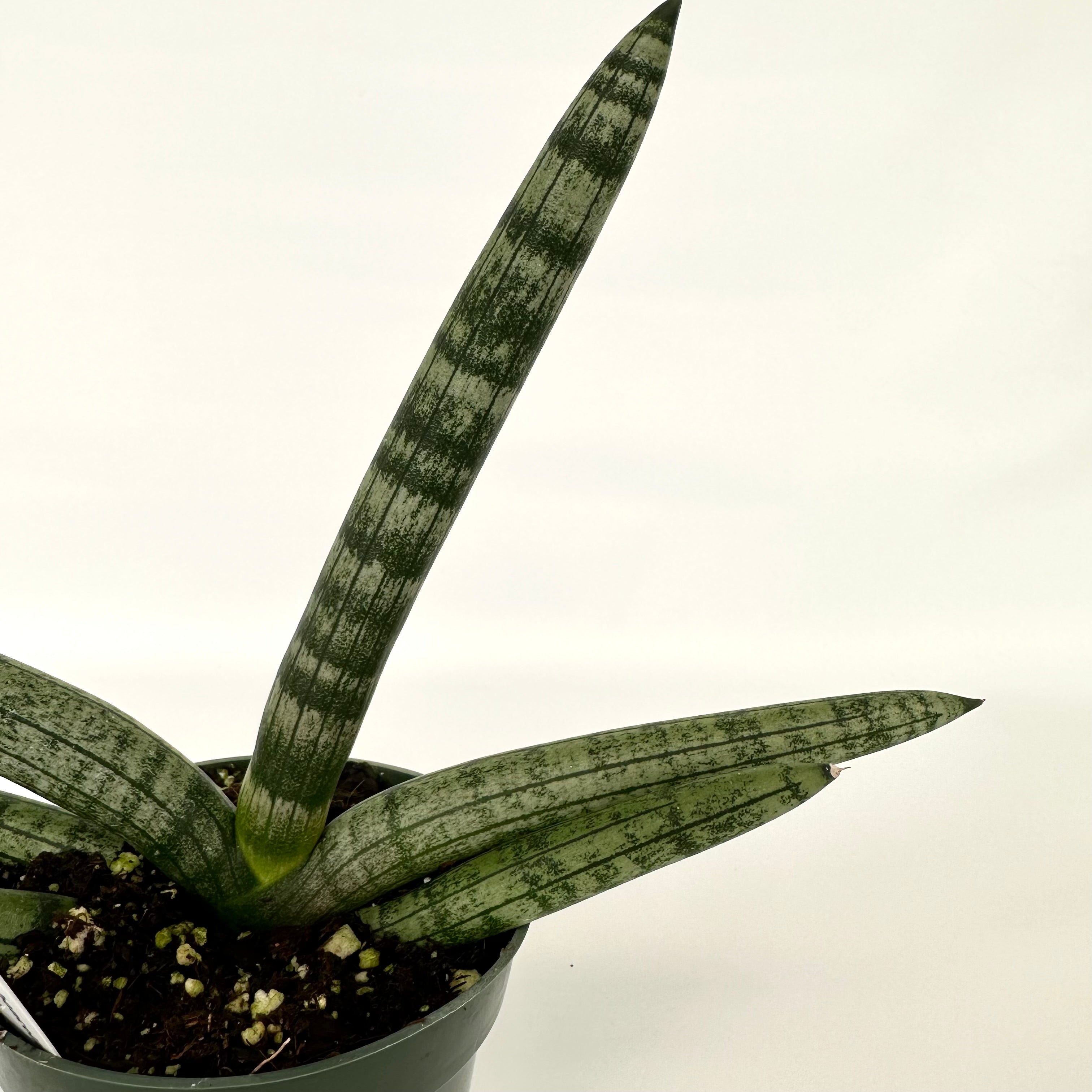 starfish sansevieria pups Sansevieria boncellensis 'Starfish' – Steve's Leaves