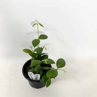 Hoya aeschynanthoides [#1596]