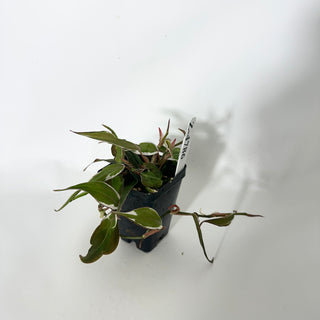 Z-4786 - Philodendron hederaceum ‘Micans Halo’