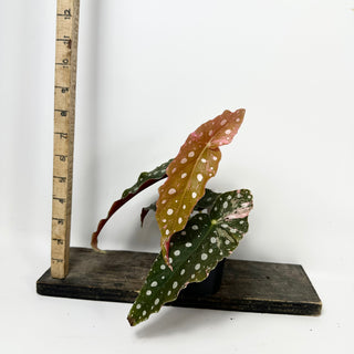 Begonia maculata (Variegated) [#2388]