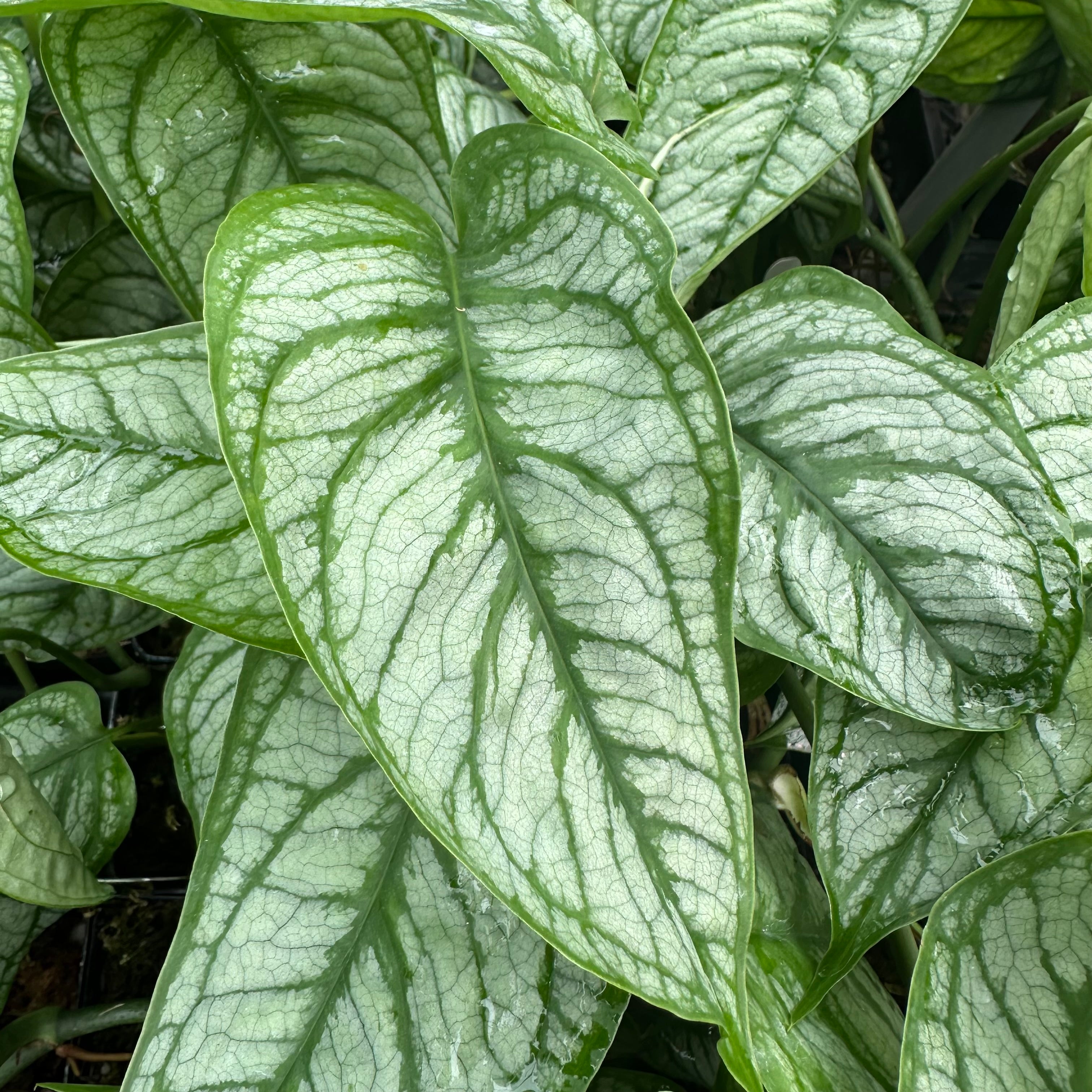 monstera siltepecana el salvador Monstera siltepecana 'El Salvador'