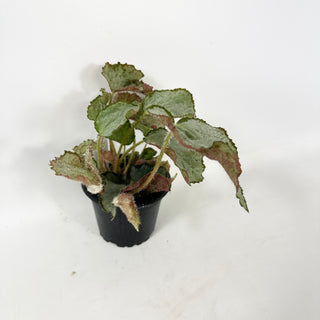 Begonia 'Madhatter' [#1940]