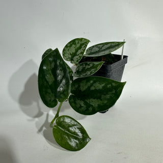 Z-5041 - Scindapsus pictus 'Black Mamba'