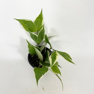 Hoya polyneura (outer variegated) [#2236]