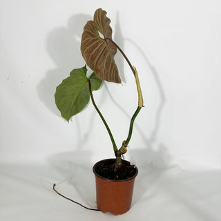 Philodendron 'Majestic' (Non-TC) [#1267]