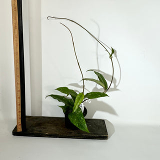 Hoya sp. Aceh Gayo Lues [#2138]