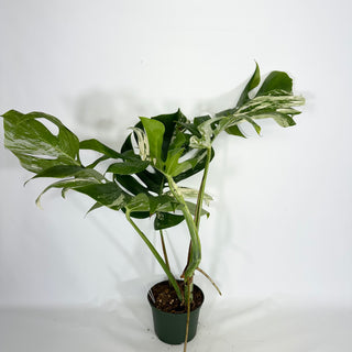 Monstera deliciosa var. borsigiana albo-variegata [#1451]