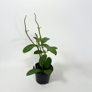 Hoya liangii