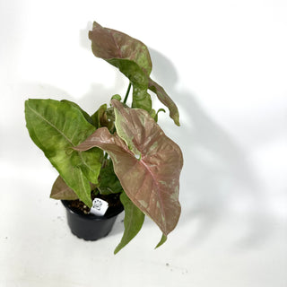 Syngonium podophyllum 'Pink Anya' [#2162]