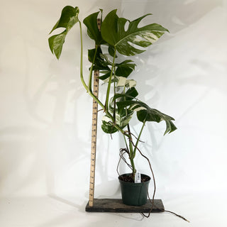 Monstera deliciosa var. borsigiana albo-variegata [#1851]