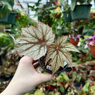 Begonia 'Caribbean Star'