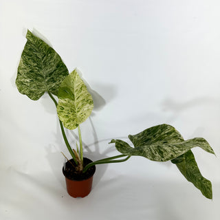 Philodendron giganteum variegata (Non-TC) [#1251]