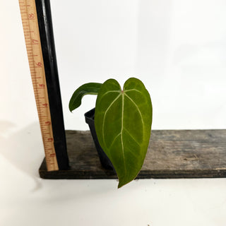Anthurium Variegated ('Ace of Spades'/papillilaminum) x self [#1989]