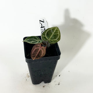 Z-4784 - Anthurium 'Brielle'/'Michelle' x self