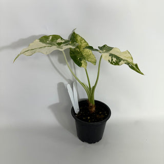 Z-4423 - Alocasia odora 'Okinawa Silver'