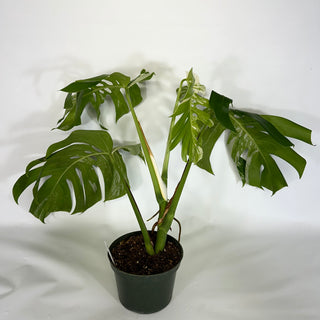 Monstera deliciosa var. borsigiana albo-variegata [#1109]