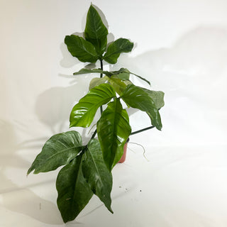 Z-5022 - Philodendron barrosoanum (Non-TC)