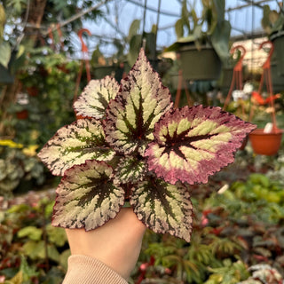 Begonia 'Harmony's Fire Woman'