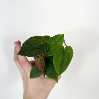 Anthurium ('Zara'/'Michelle')/luxurians x papillilaminum SL #1 [#2080]