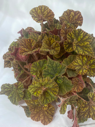 Begonia 'Cowardly Lion'
