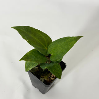 Anthurium Wu papillilaminum x 'Arnold Schwarzenegger' [#1719]