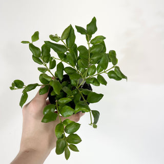 Hoya aeschynanthoides [#2062]