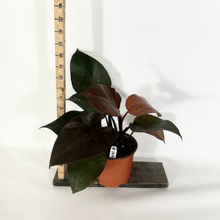 Philodendron 'Orange Princess' (Non-TC) [#1495]
