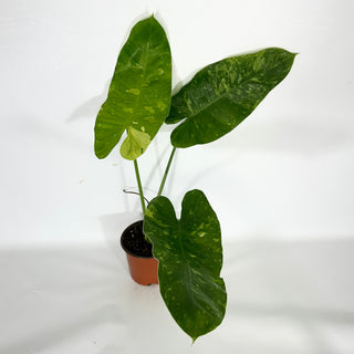 Z-4178 - Philodendron 'Jose Buono' (Non-TC)