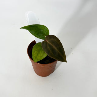 Anthurium SKG red crystallinum x 'Amelia's Delight' - Seedling [#1725]