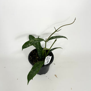 Hoya griffithii (Splash) [#2199]