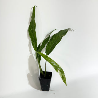 Z-5097 - Rhaphidophora megasperma variegata