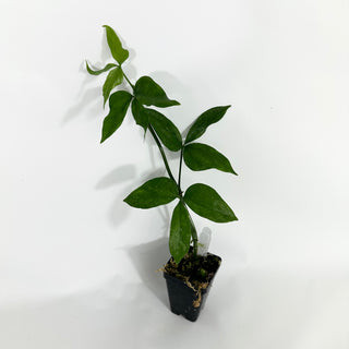 Z-4513 - Anthurium pentaphyllum