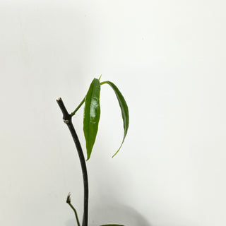 Hoya mappigera Borneo [#1608]