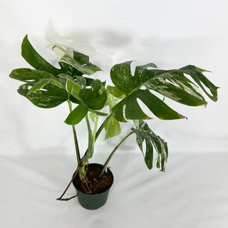 Z-4595 - Monstera deliciosa var. borsigiana albo-variegata