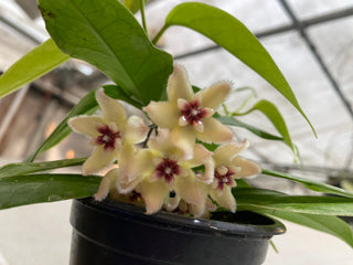 Hoya buotii