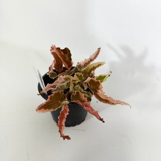 Begonia 'Dainty Spray' (Sport) [#1468]
