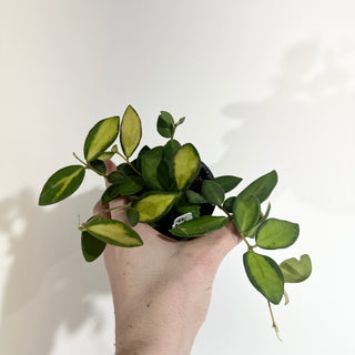 Hoya sp. aff. burtoniae (variegated) [#2004]