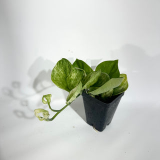 Z-4909 - Scindapsus treubii 'Moonlight Mint'