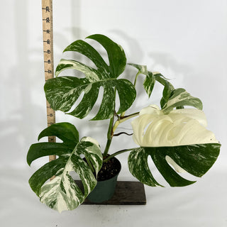 Monstera deliciosa var. borsigiana albo-variegata [#1449]