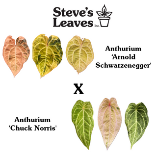 Anthurium 'Arnold Schwarzenegger' x 'Chuck Norris' - Seedling [#1727]