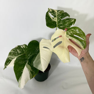 Monstera deliciosa var. borsigiana albo-variegata [#1681]