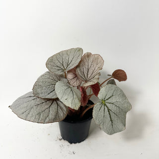Begonia 'Rice Paper' [#2013]