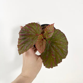 Begonia "Crazy Pink" [#2133]