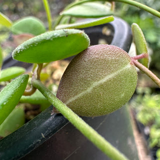 Dischidia "One-Stripe"
