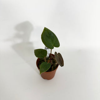 Z-4425 - Anthurium 'Dimples' x self - 2 Seedlings