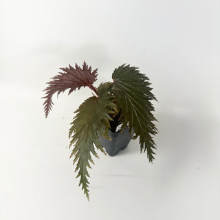 Begonia sp. 'Miri' [#2467]
