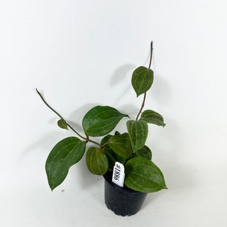 Hoya latifolia (Sarawak Cream) [#1886]