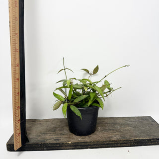 Hoya lacunosa 'Malaysia' [#1718]