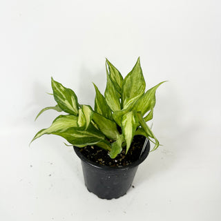 Hoya polyneura (inner variegated) [#2384]